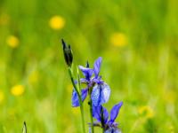 Schwertlilie oder Iris blau